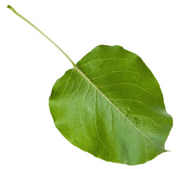 back side of green leaf of wild apple tree isolated