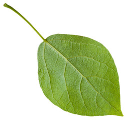Obraz premium back side of green leaf of Populus canadensis