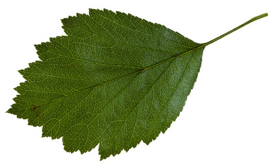 Obraz premium green leaf of Crataegus ( Hawthorn) isolated