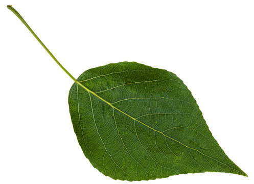 green leaf of black poplar isolated