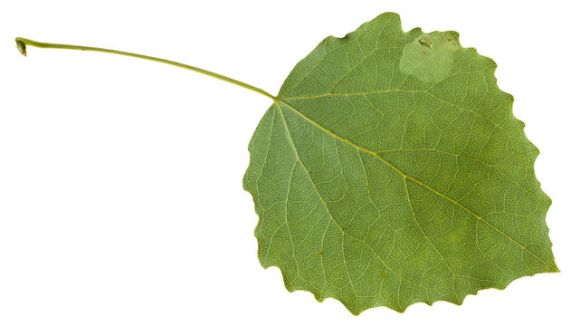 back side of green leaf of aspen isolated