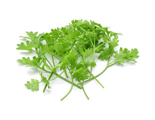 Fresh coriander leaf on white background