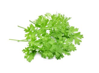 Fresh coriander leaf on white background