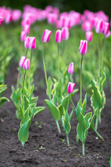 Flower tulips background. Field of tulips, tulips close, tulips cute, tulips, beautiful tulips, colorful tulips green tulips petals amazing tulips