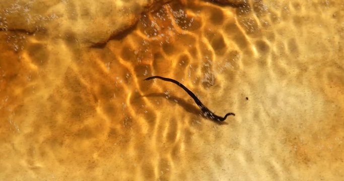 Large leech writhing in shallow water on yellow sand