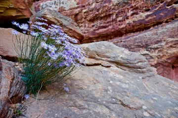 Blue Aster against Red Sandstone in Canyon. Grand Wash in Capitol Reef National Park, Utah. 