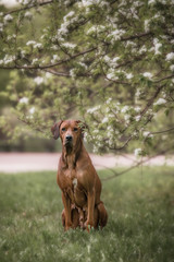 adorable rhodesian ridgeback dog outdoors