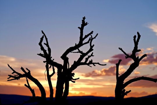 Dry Trees Silhouettes on Sunset Sky. Grand Staircase Escalante National Park, Utah, USA. 