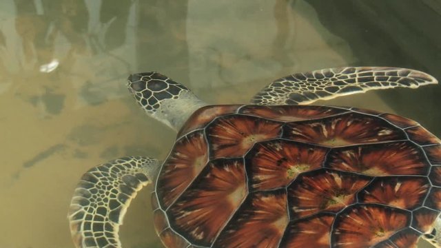 Sea turtle swims in a pond in Galle, Sri Lanka.