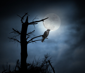 Full moon crow