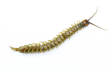 centipede