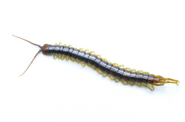 centipede