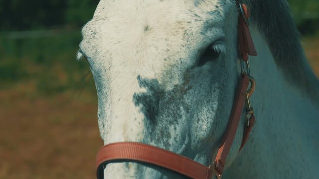A white horse staring at the camera and looks direct, Warm colours, Red snaffle, Germany, 4K 3840 x 2160 UHD