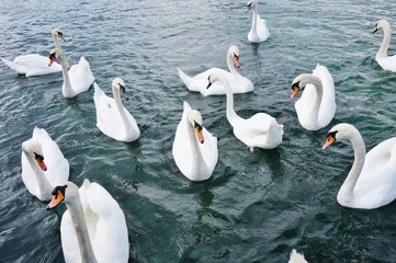 Naklejka premium White swans on Lake Geneva