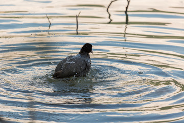 coot with wet feathers