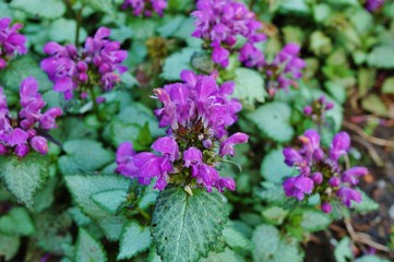 Purple flowers of Lamium Maculatum creeping groundcover plant