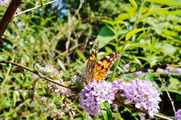 Butterfly on a buddleia butterfly bush