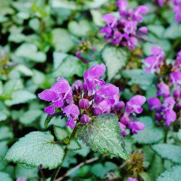 Fototapeta Purple flowers of Lamium Maculatum creeping groundcover plant