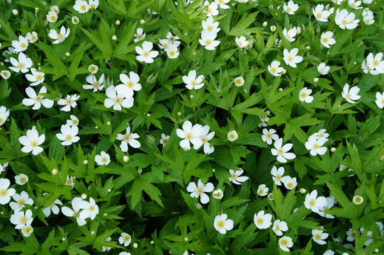 White Flowers Of Anemone Canadensis