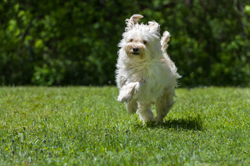 Happy little brown dog jumping in the grass on a sunny summer day