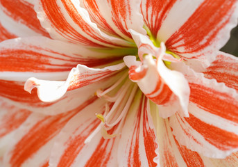 A close-up of an orange Lily