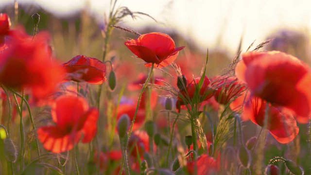 Poppy flowers field at sunset, close-up, blurred background