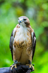 Red Tailed Hawk on Hand of Falconer