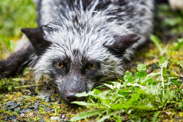 Silver Fox Laying on Ground
