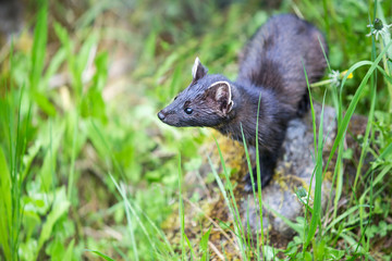 Stoat Searching for Something in the Wild