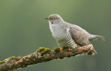 Common cuckoo (Cuculus canorus)
