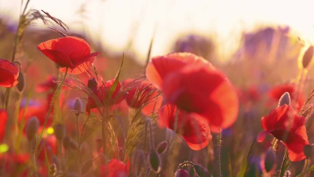 Poppy flowers at sunset, sunbeams in the lens, close-up, blurred background