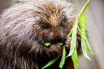 Porcupine Munching on Plants