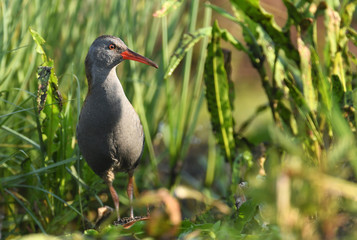 Water rail