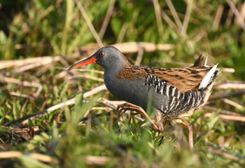 Water rail