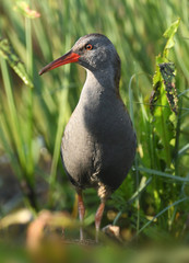 Water rail