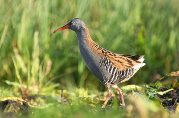 Water rail