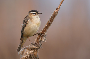 Sedge Warbler (Acrocephalus schoenobaenus)