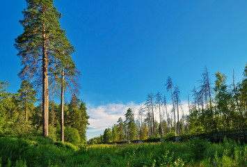 Summer forest
