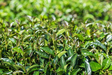 oolong tea leaves on tree in plantation. 