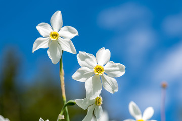 Fototapeta na wymiar Close view on the narcissus flower