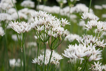Duft-Lauch (Allium ramosum)
