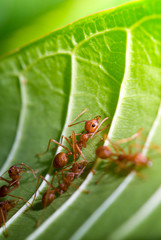 tropical ants on leaf