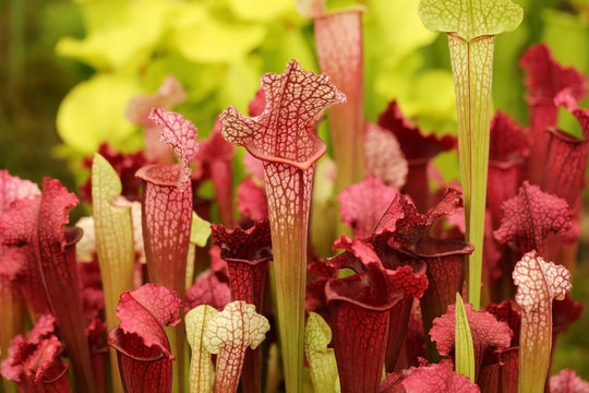 Beautiful carnivorous red and green pitcher plants