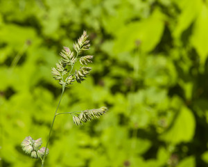 Riping seeds on Cock's-foot or Cat grass, Dactylis glomerata, closeup with green bokeh background, selective focus, shallow DOF
