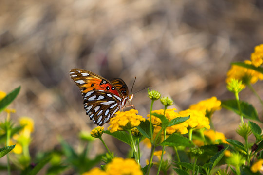 Monarch Butterfly on Yellow Flower