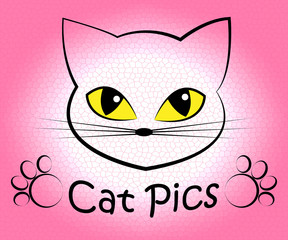 Cat Pics Shows Kitten Cats And Felines