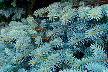 Naklejka na ściany i meble Branches of blue spruce close-up.