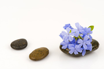 Naklejka na ściany i meble Cape Leadwort's cute blue flowers blooming (Plumbago auriculata)