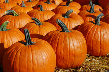 pumpkin harvest