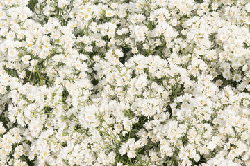Natural background of cutter flowers